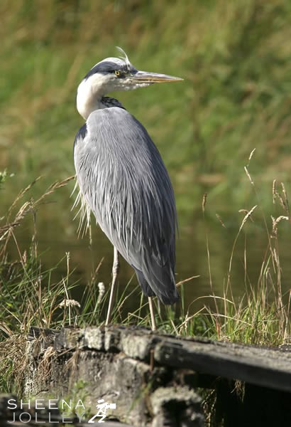 Henry Heron.jpg - 